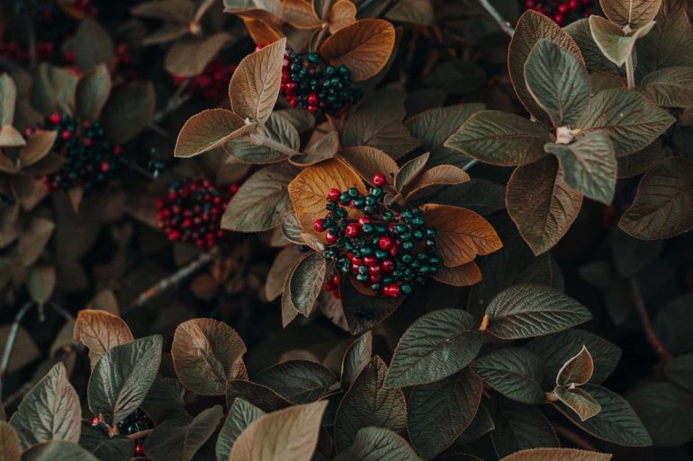 A quoi sert le cascara sagrada et comment le prendre ?